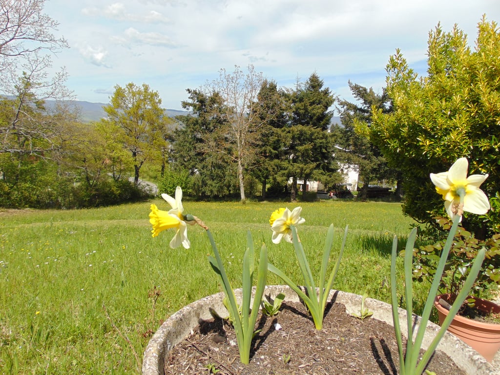 Villa in Albareto - Image 3