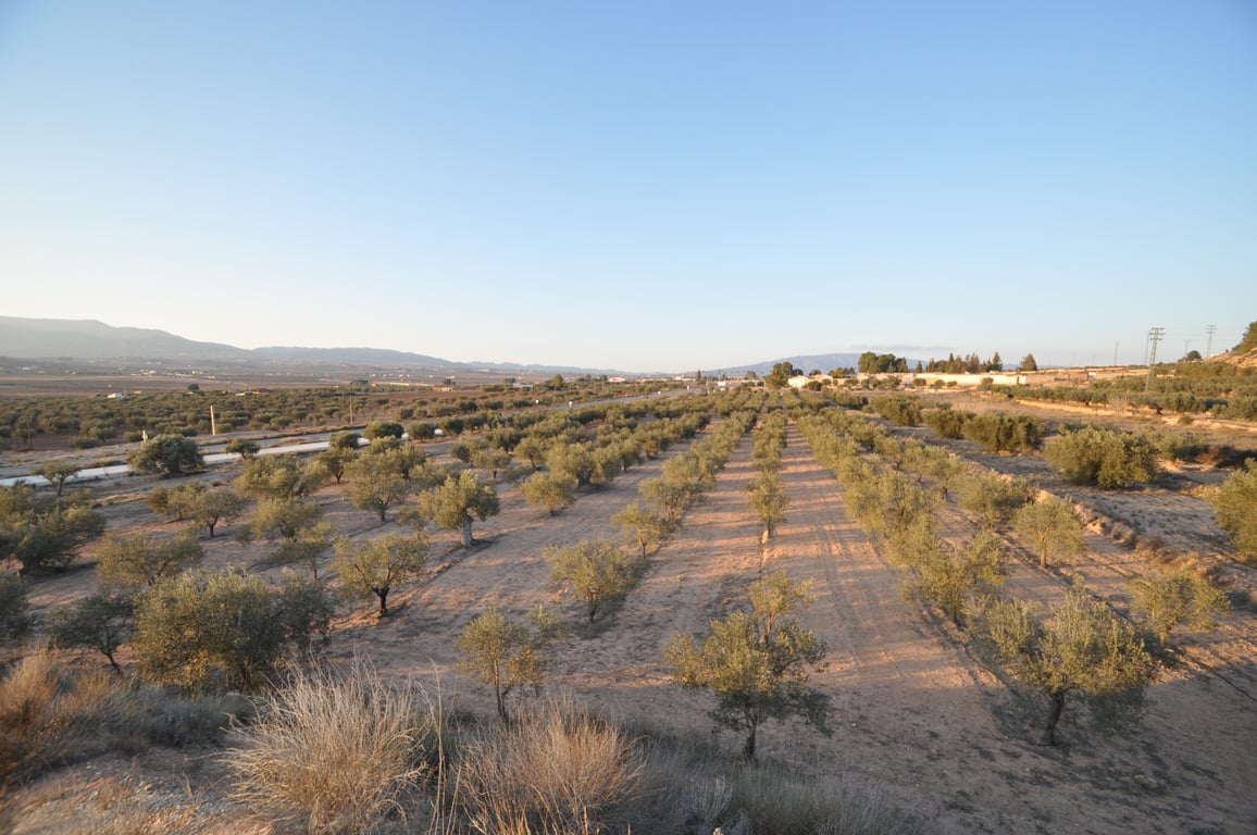 Land in Pinoso - Image 2