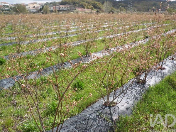 Land in Orjais - view 1