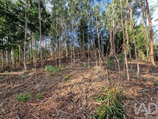 Land in Vilar de Murteda - view 1