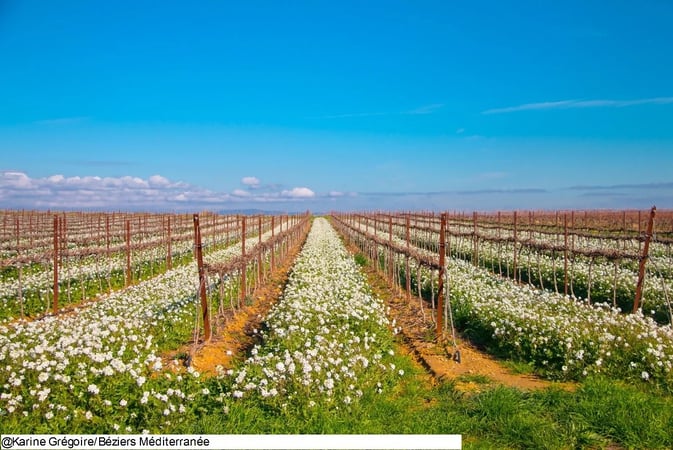 House in Beziers - view 1