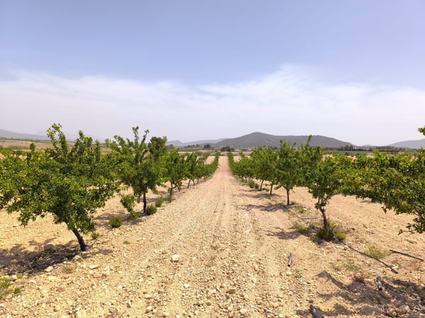 Land in Ubeda - view 1