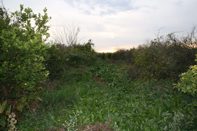 House in Los Ramos - view 1