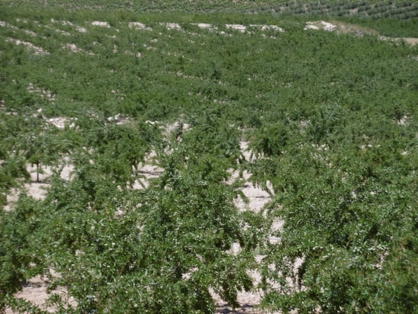 Land in Jumilla - view 1