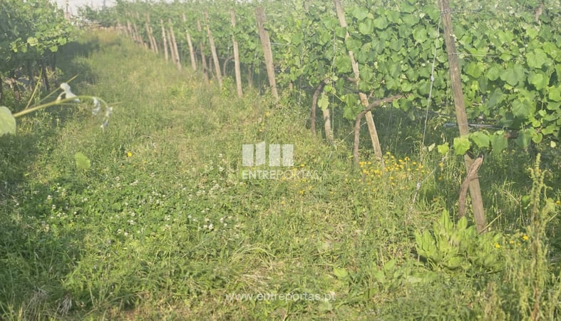 House in Moncao - view 1