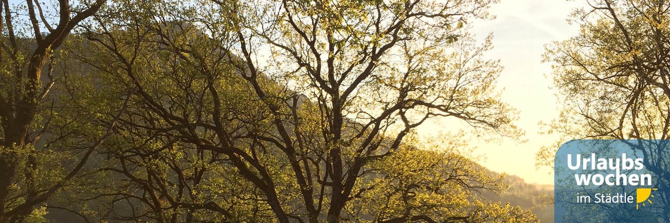 Waldbaden - Erlebnis für Köper, Geist und Seele | 30.07.26