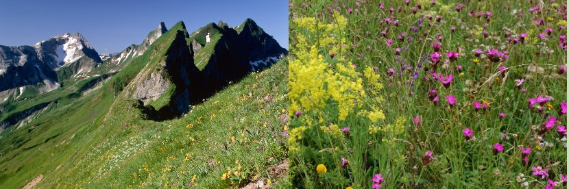 Blumen und Brötchen