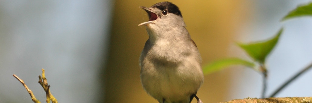 Die geheime Sprache der Vögel