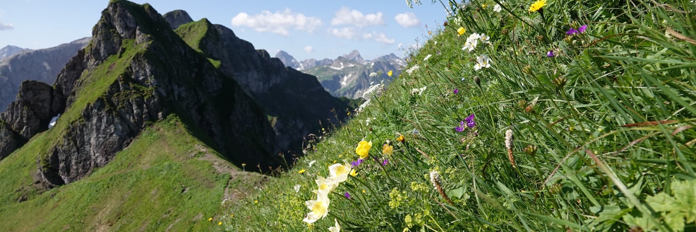 Allgäuer Hochalpen – Hotspot der Biodiversität