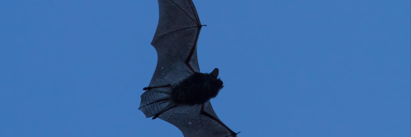 Fledermäuse – Akrobaten der Nacht 
