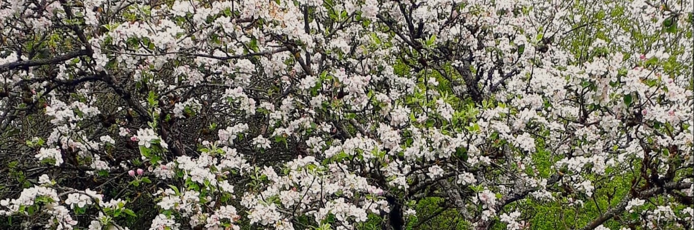 Obstbäume – Vielfalt in Wiese und Garten