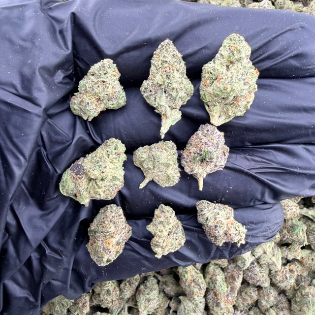 Black Piranha THCa flower nug
