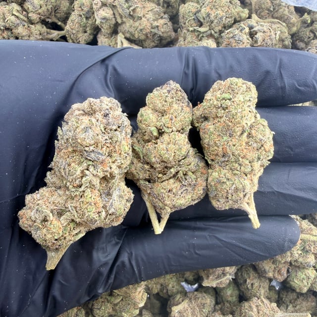 Blue Skittlez THCa flower nug