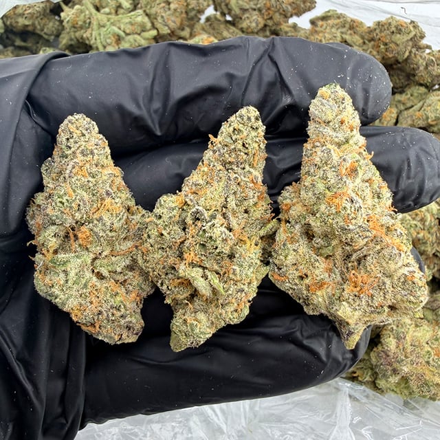 Blue Zangria THCa flower nug