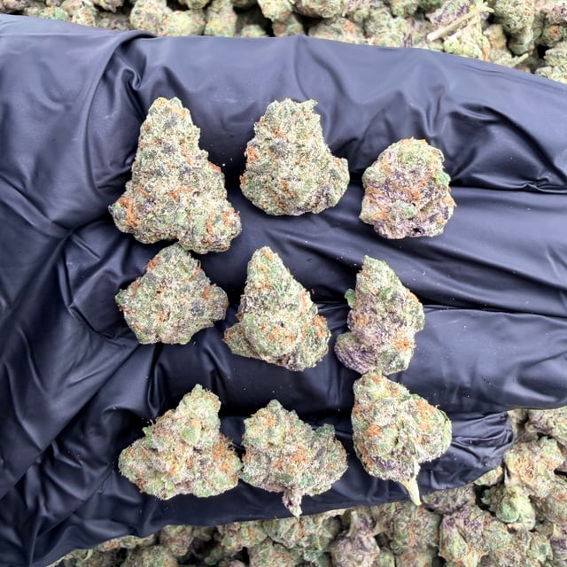 Lemon Zangria THCa flower nug