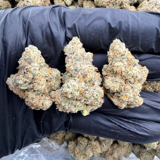 Pack Mule THCa flower nug