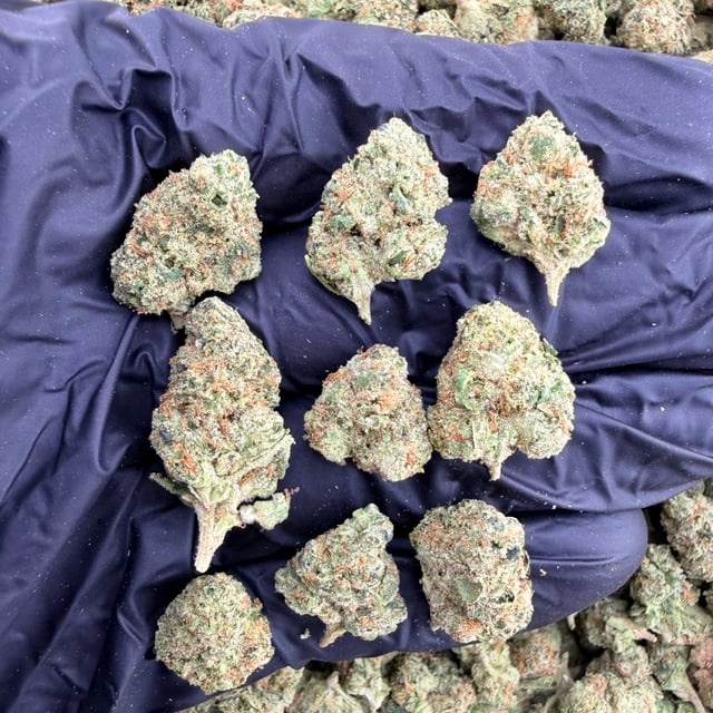 Yazz Candy THCa flower nug