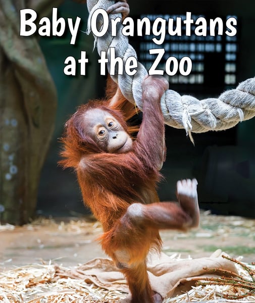 Baby Orangutans At The Zoo