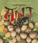 Life Cycle Of An Ant, The