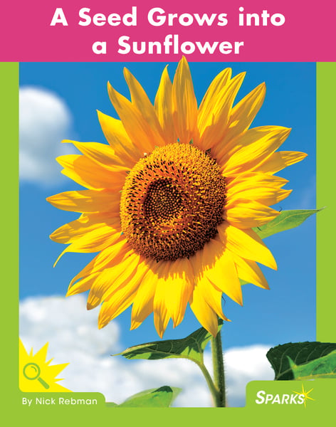 Seed Grows Into A Sunflower, A