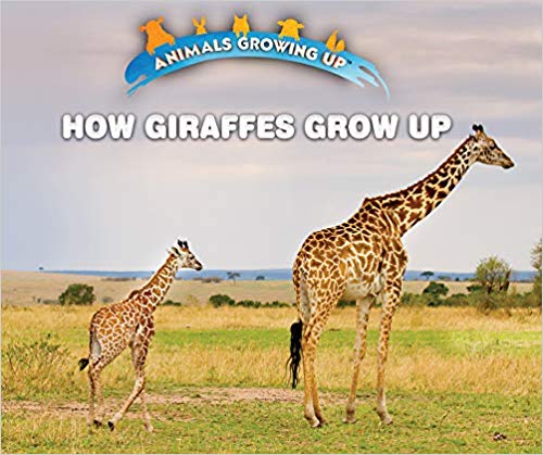 How Giraffes Grow Up