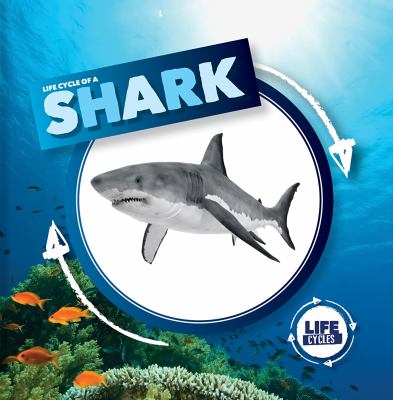 Life Cycle Of A Shark