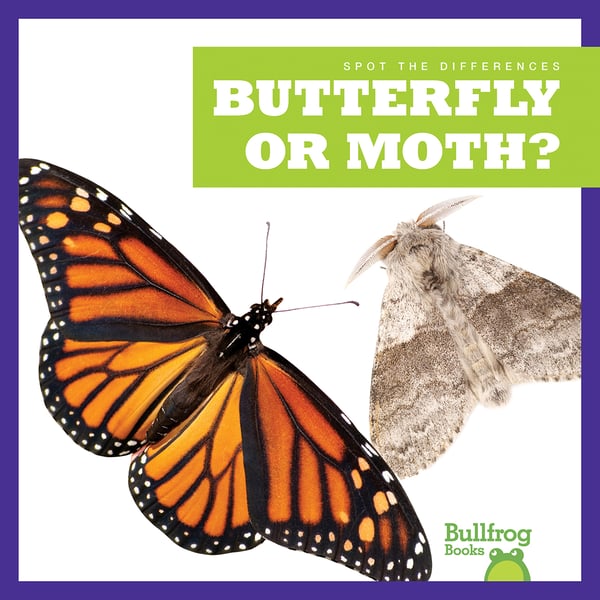Butterfly Or Moth?