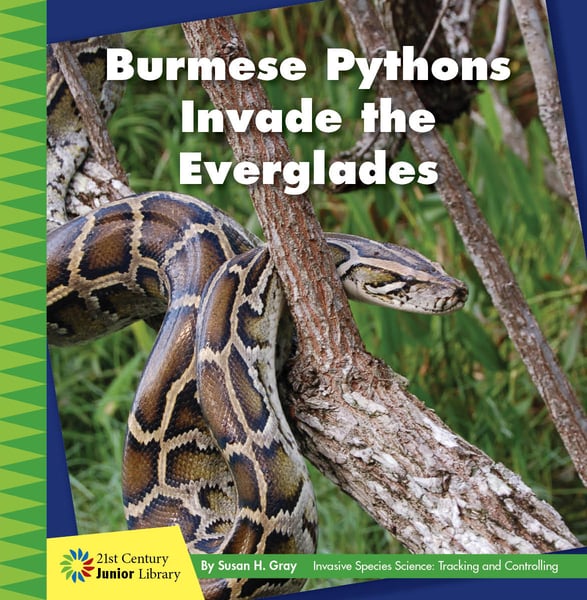 Burmese Pythons Invade The Everglades