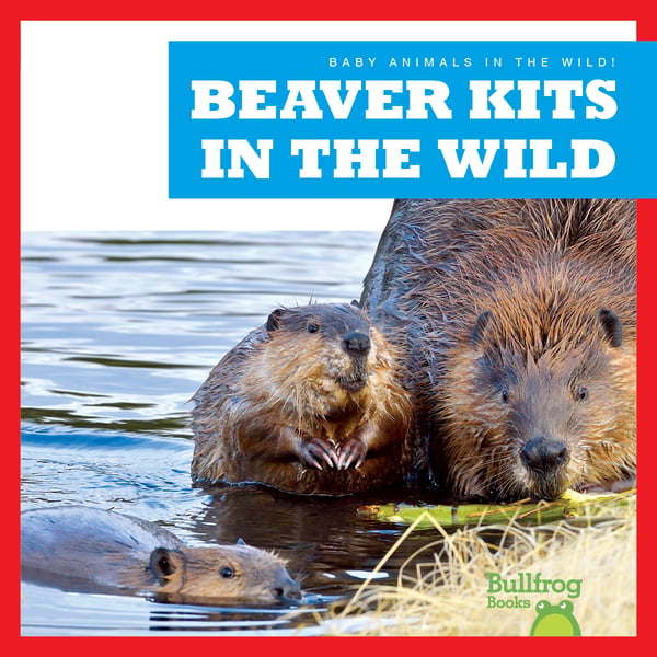 Beaver Kits In The Wild