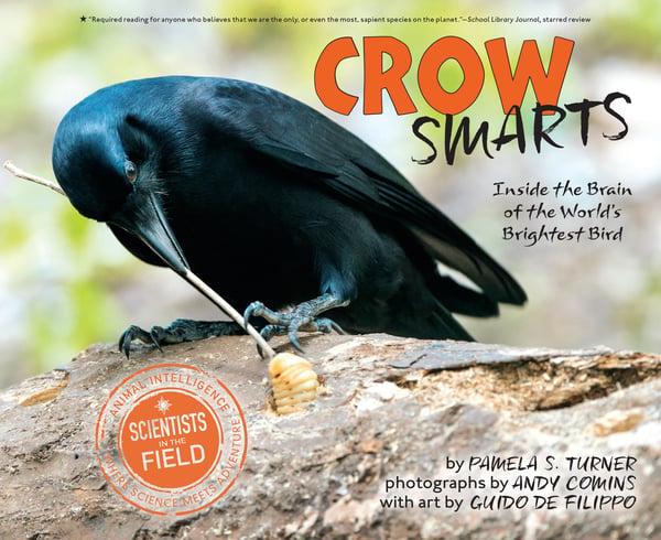 Crow Smarts: Inside The Brain Of The World's Brightest Bird