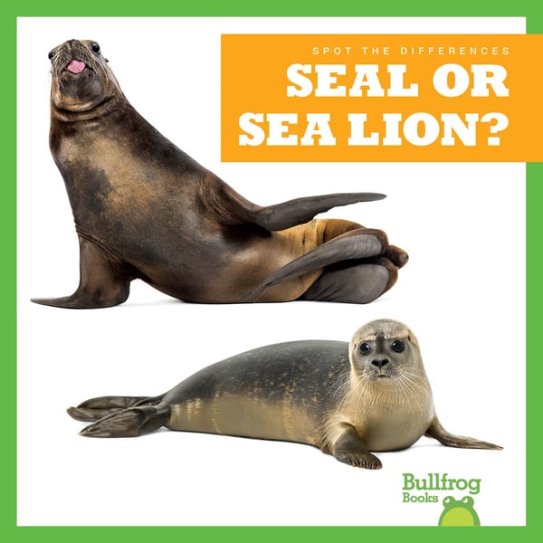 Seal Or Sea Lion?