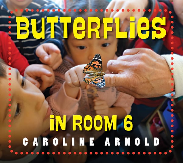 Butterflies In Room 6