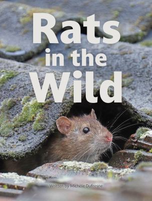 Rats In The Wild