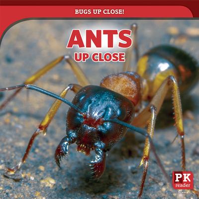 Ants Up Close