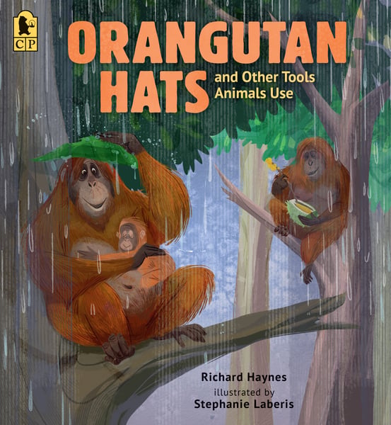Orangutan Hats And Other Tools Animals Use