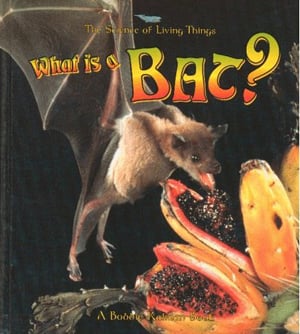 What Is A Bat?