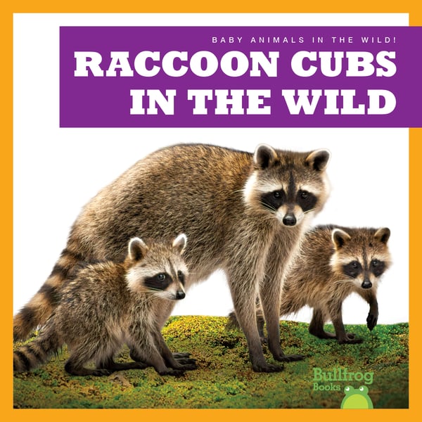 Raccoon Cubs In The Wild