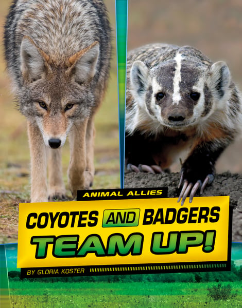 Coyotes And Badgers Team Up!