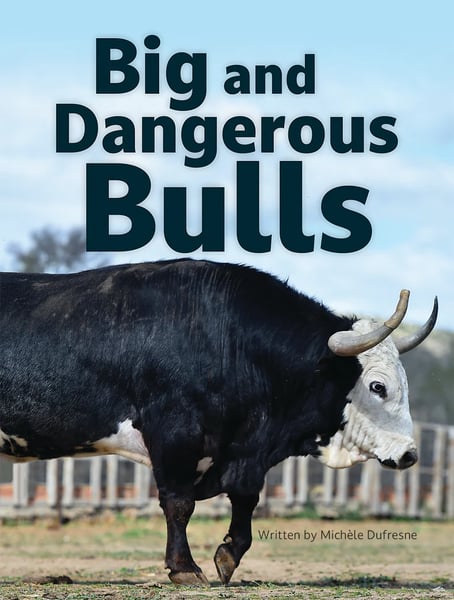 Big And Dangerous Bulls