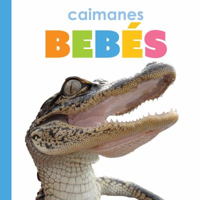 Caimanes Bebes (Baby Alligators)