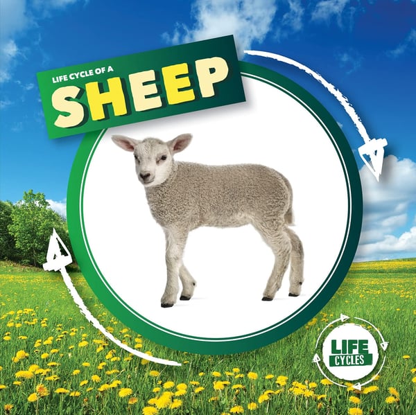 Life Cycle Of A Sheep