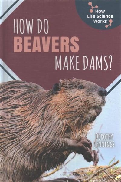 How Do Beavers Make Dams?