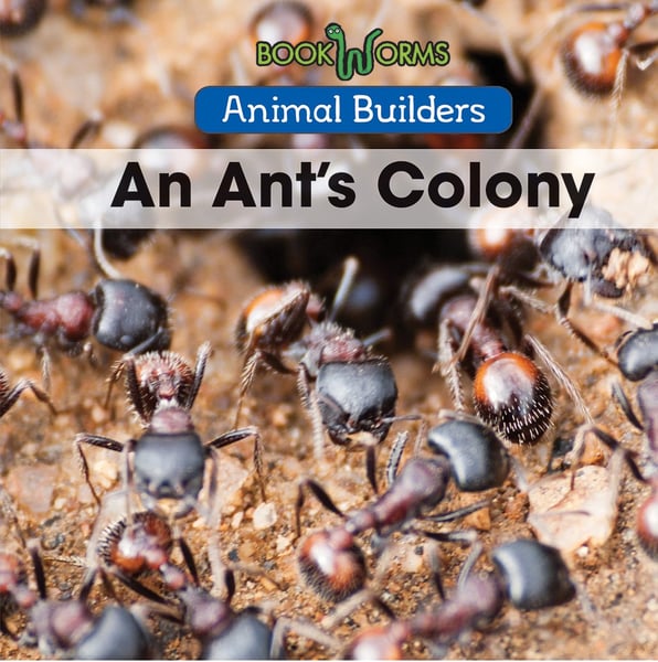 Ant's Colony, An