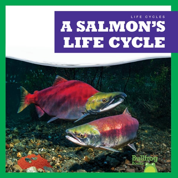 Salmon's Life Cycle, A