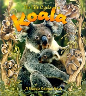 Life Cycle Of A Koala, The
