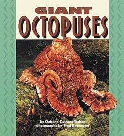 Giant Octopuses