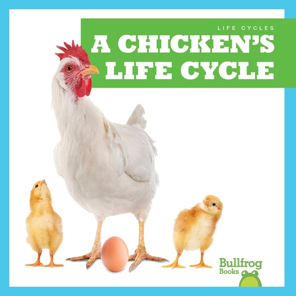 Chicken's Life Cycle, A