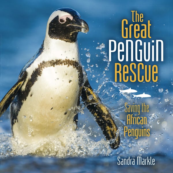 Great Penguin Rescue: Saving The African Penguin, The
