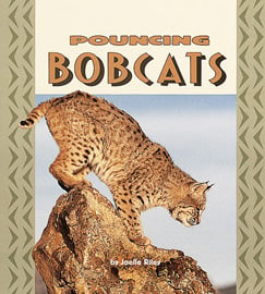 Pouncing Bobcats