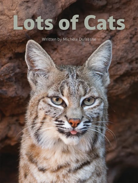 Lots Of Cats